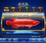 Slot Baru Ikan Arwana Up Berapa Harganya Sekarang